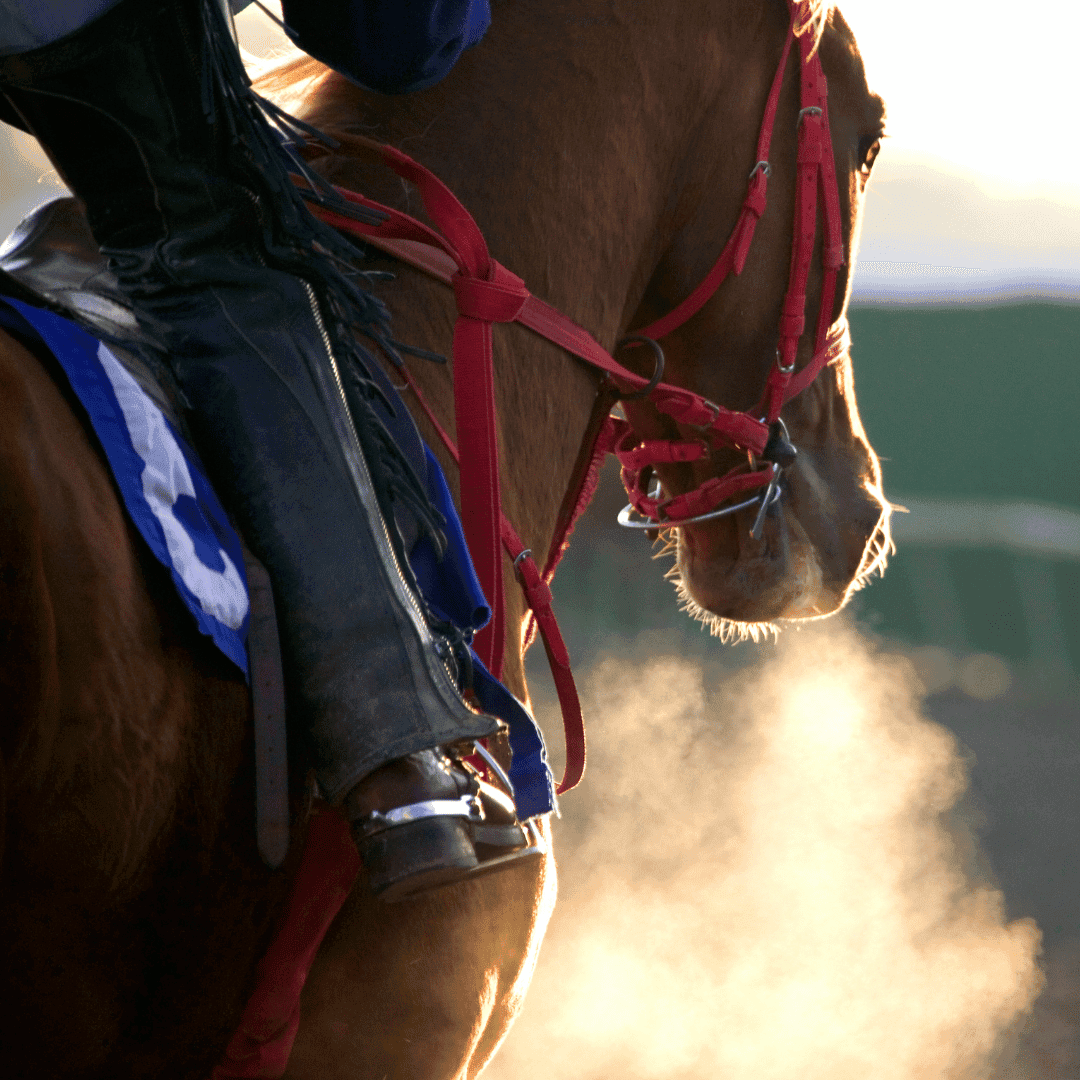 Thrilling jump racing at Taunton Racecourse with horses clearing fences